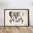 Laden Sie das Bild in den Galerie-Viewer, Male pelvis vintage anatomy poster in a frame by codex anatomicus