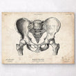 Laden Sie das Bild in den Galerie-Viewer, Male pelvis anatomy