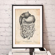 Laden Sie das Bild in den Galerie-Viewer, Digestive system anatomy