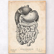 Laden Sie das Bild in den Galerie-Viewer, Digestive system vintage anatomy poster