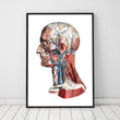 Laden Sie das Bild in den Galerie-Viewer, Geometrical head anatomy poster