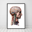 Laden Sie das Bild in den Galerie-Viewer, Geometrical head and brain anatomy poster