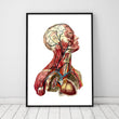 Laden Sie das Bild in den Galerie-Viewer, Anatomical head poster by codex anatomicus