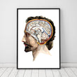 Laden Sie das Bild in den Galerie-Viewer, Geometrical head and brain anatomy poster