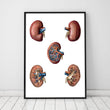 Load image into Gallery viewer, Geometrical kidney anatomy art poster