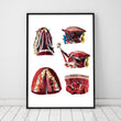 Laden Sie das Bild in den Galerie-Viewer, Geometrical tongue anatomy poster