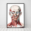 Laden Sie das Bild in den Galerie-Viewer, Geometrical face muscles anatomy poster