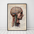 Laden Sie das Bild in den Galerie-Viewer, Head and brain anatomy poster on Old dictionary page