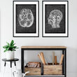 Laden Sie das Bild in den Galerie-Viewer, Anatomy of the brain poster