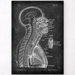 Load image into Gallery viewer, Brain and spinal cord anatomy