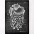 Load image into Gallery viewer, Digestive system anatomy art