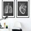 Load image into Gallery viewer, Lungs anatomy - Chalkboard