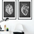 Laden Sie das Bild in den Galerie-Viewer, Präparierte Herz Anatomie - Chalkboard