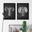 Load image into Gallery viewer, Urinary system anatomy poster