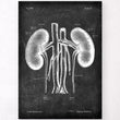 Load image into Gallery viewer, Kidneys anatomy chart