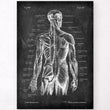 Load image into Gallery viewer, Back muscles anatomy poster