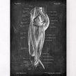 Load image into Gallery viewer, Leg muscles anatomy