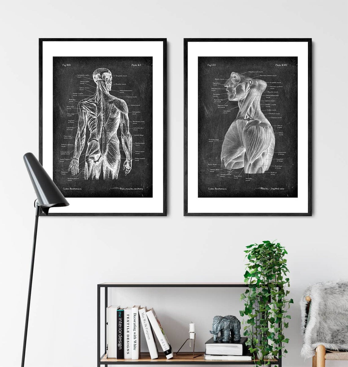 Torso Muscles Anatomy Chalkboard Style Codex Anatomicus 4923