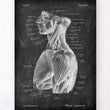 Laden Sie das Bild in den Galerie-Viewer, Muscles anatomy poster