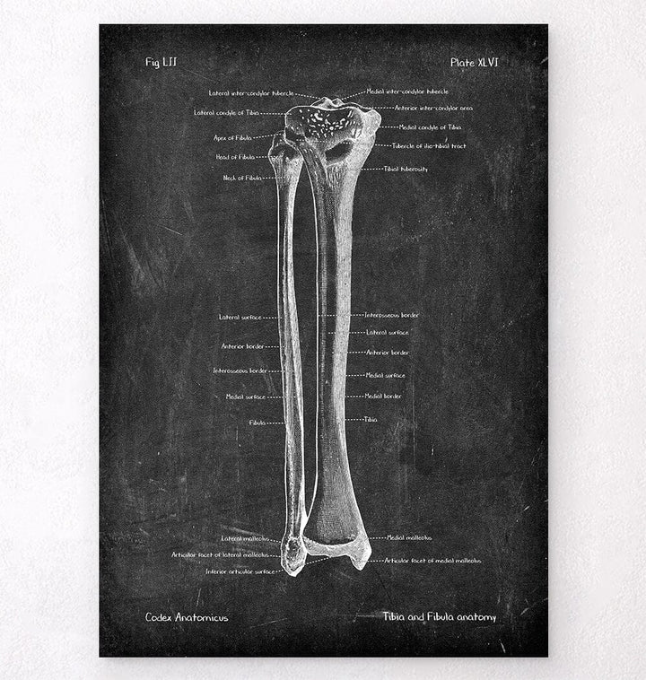Tibia and fibula anatomy poster