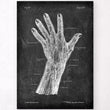 Laden Sie das Bild in den Galerie-Viewer, Vascular anatomy of hand