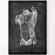 Laden Sie das Bild in den Galerie-Viewer, Torso muscles poster