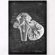 Charger l'image dans la galerie, Medulla oblongata labeled anatomy poster