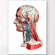 Laden Sie das Bild in den Galerie-Viewer, Human head anatomy