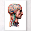 Laden Sie das Bild in den Galerie-Viewer, Head and brain anatomy