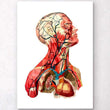 Laden Sie das Bild in den Galerie-Viewer, Geometrical head anatomy art