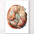 Laden Sie das Bild in den Galerie-Viewer, Geometrical brain anatomy art
