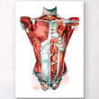 Load image into Gallery viewer, Geometrical torso anatomy art