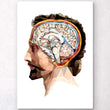 Laden Sie das Bild in den Galerie-Viewer, Head and brain anatomy