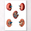 Load image into Gallery viewer, Geometrical kidney anatomy art