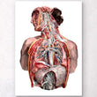 Load image into Gallery viewer, Human anatomy