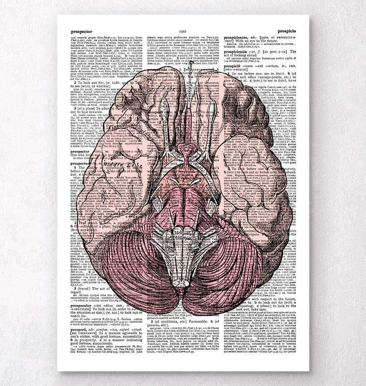 Brain anatomy dictionary art print