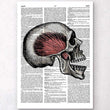 Charger l'image dans la galerie, Skull anatomy dictionary art