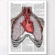 Charger l'image dans la galerie, Heart and lungs