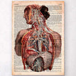 Laden Sie das Bild in den Galerie-Viewer, Human anatomy dictionary art