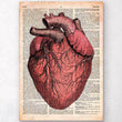 Laden Sie das Bild in den Galerie-Viewer, Heart anatomy dictionary art print