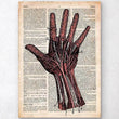 Laden Sie das Bild in den Galerie-Viewer, Hand anatomy dictionary art print