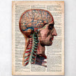 Laden Sie das Bild in den Galerie-Viewer, Head and brain anatomy - Old dictionary page