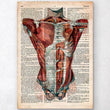 Laden Sie das Bild in den Galerie-Viewer, Human torso anatomy