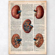 Load image into Gallery viewer, Geometric kidney dictionary print