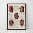 Load image into Gallery viewer, Geometric kidney anatomy poster