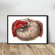 Laden Sie das Bild in den Galerie-Viewer, Geometric stomach anatomy art print by codex anatomicus