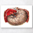 Laden Sie das Bild in den Galerie-Viewer, Stomach anatomy art print