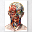 Laden Sie das Bild in den Galerie-Viewer, Face muscles anatomy