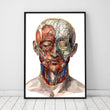 Laden Sie das Bild in den Galerie-Viewer, Geometrical face anatomy poster