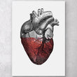 Laden Sie das Bild in den Galerie-Viewer, Anatomy art poster